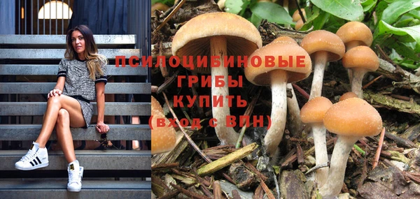 прущие грибы Армянск